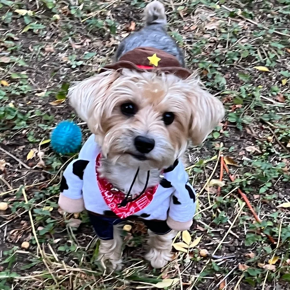 Sheriff Dog Halloween Costume